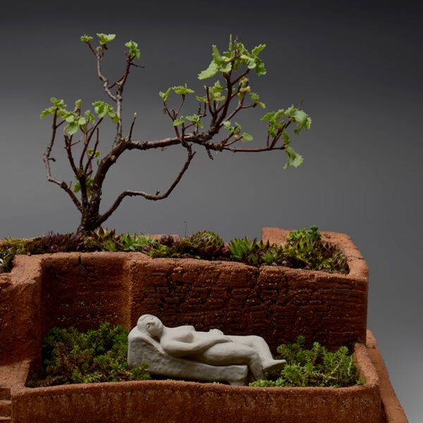 bonsai minze Bonsai Premna Microphylla